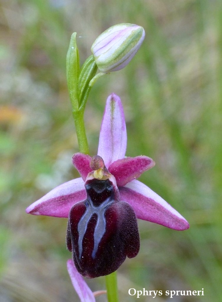 Grecia 23_25 aprile 2016  un fine settimana tra le orchidee.